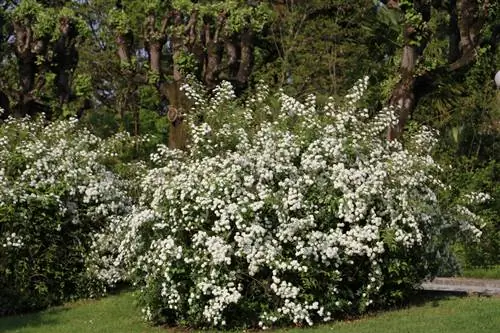 Poda de Viburnum tinus