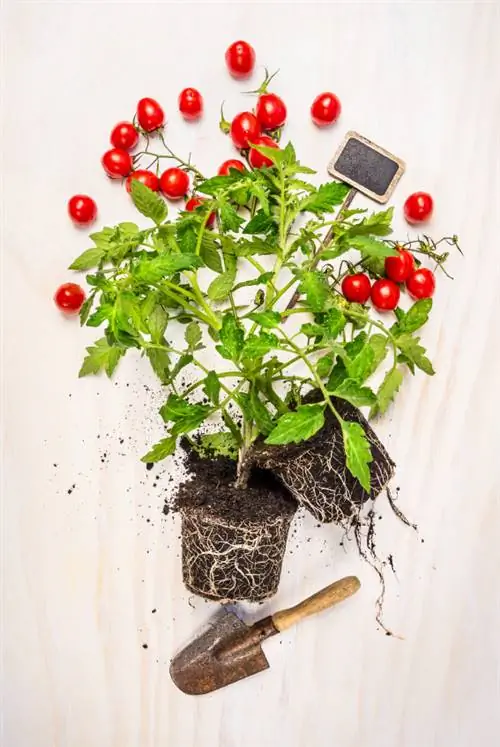 Successfully repotting tomatoes: Learning the right technique