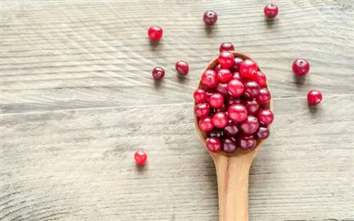 Makan cranberry mentah