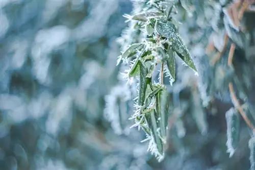 Viburnum tinus: Frostbestandige varianter og riktig overvintring