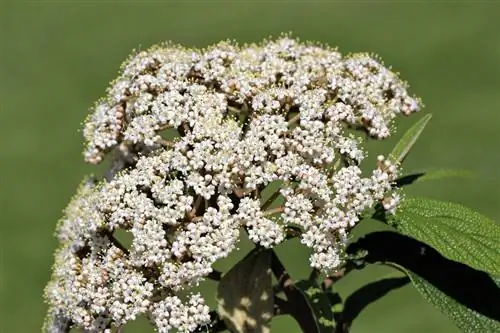 Viburnum Tinus: Ali je sredozemska viburnum strupena?