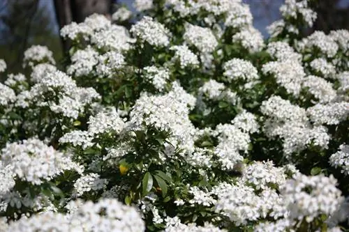 Evergreen viburnum site Evergreen viburnum site