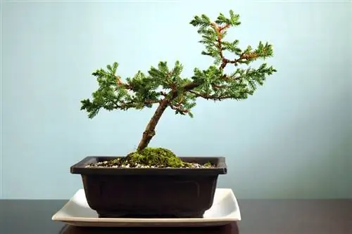 Juniperus horizontale bonsai