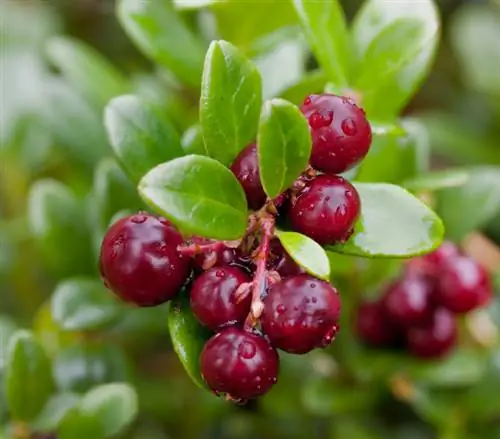 Cranberries na lingonberries: Je, unajua tofauti?