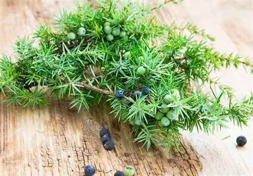 Creeping juniper pruning