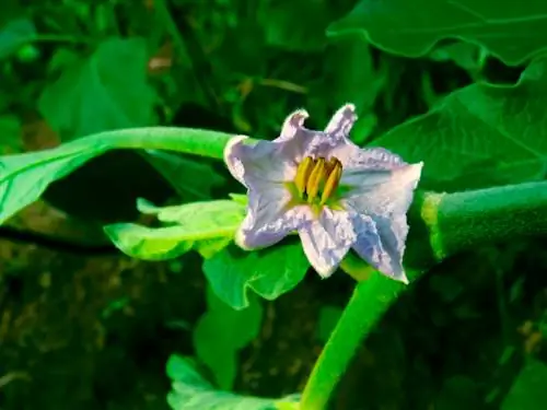 Lychee tomato overwinter