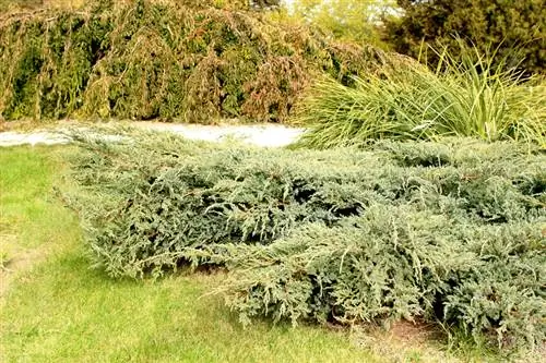 Kueneza Juniperus horizontalis