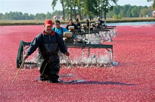 Cranberry-oogst