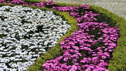 Sun or shade? The best location for Cape baskets