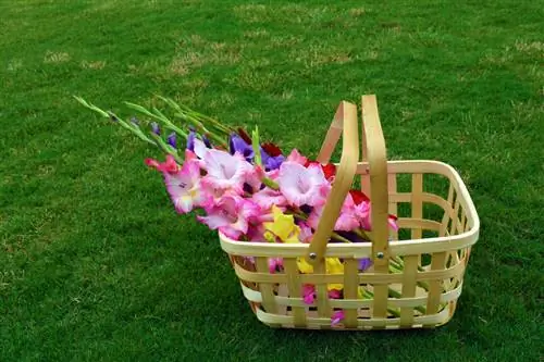 Gladiolus cut flowers