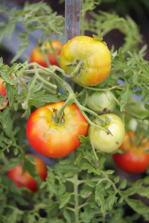 Collar verde sobre tomates.