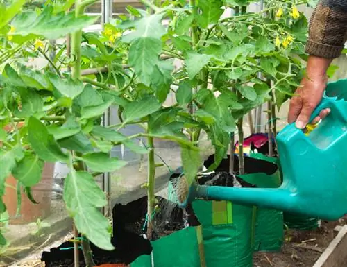 tomates de agua