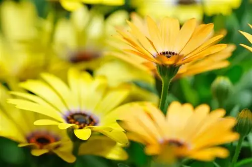 Flowering time: When do Cape baskets light their fireworks?