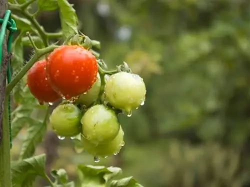 Tomaten en regen: hoe u uw planten effectief kunt beschermen