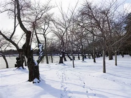 Cherry tree in winter Cherry tree in winter