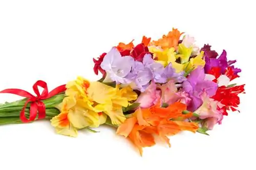 Gladioli: pomen, simbolika in njihova uporaba