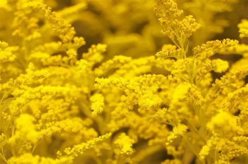 Pencerobohan Goldenrod di taman? Ini adalah cara anda mempertahankan diri anda dengan jayanya