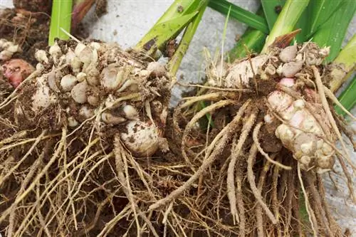 Gandakan gladioli sendiri: Beginilah anda boleh melakukannya di taman anda sendiri