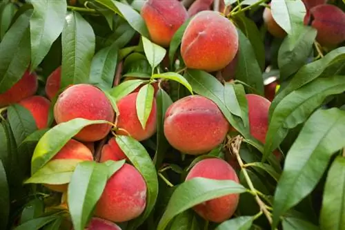 Mga puno ng peach sa Germany: Mga tip para sa matagumpay na paglilinang