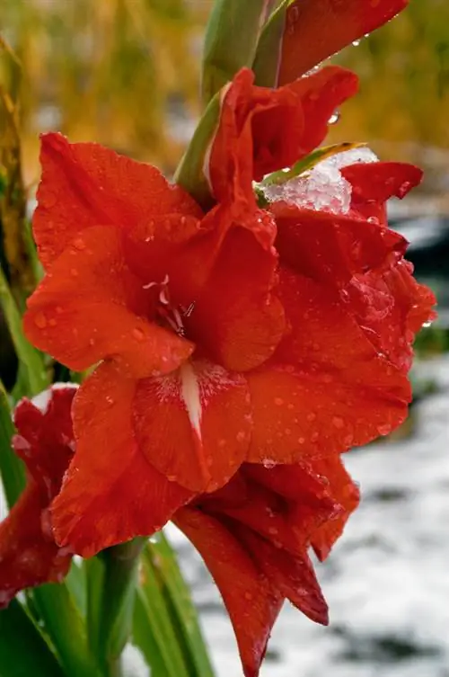 Gladioli Frost