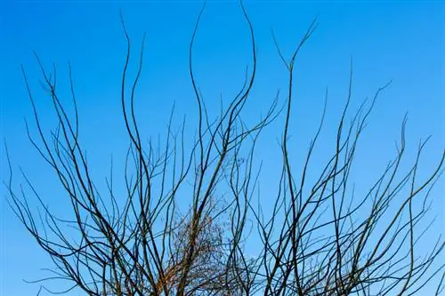 Appelboom op grote hoogte