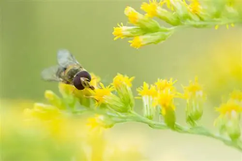 Goldenrod no jardim: Por que o período de floração é tão especial