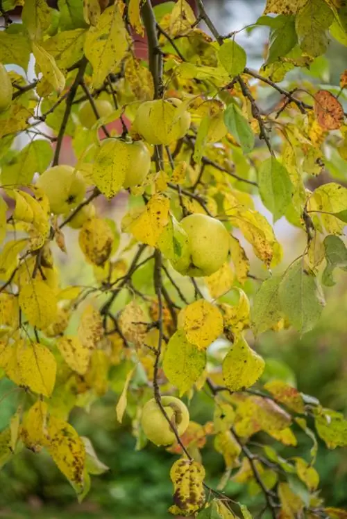 Daun kuning pokok epal