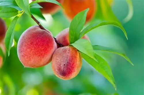 Perzikboom in de tuin