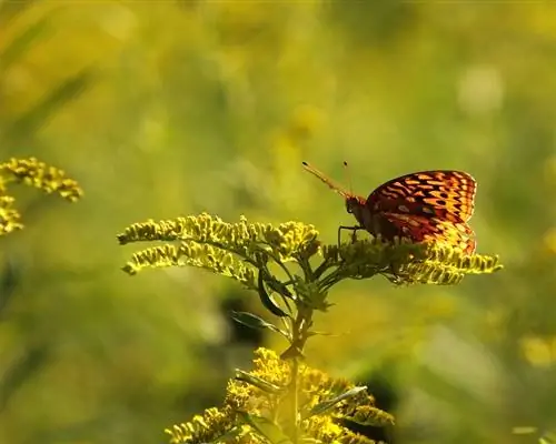 Goldenrod: Tanaman obat beracun atau bermanfaat? Fakta & tip