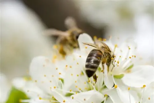 Appelboom bestuiven