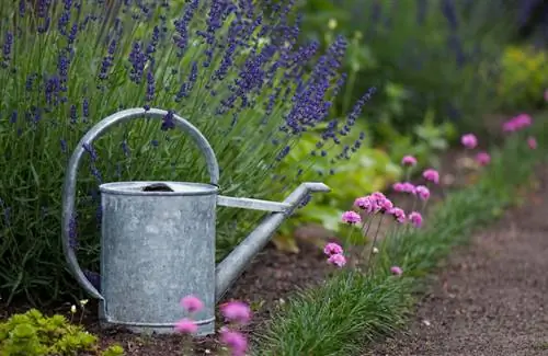 Cura dels clavells d'herba: consells per a plantes sanes i amb flors