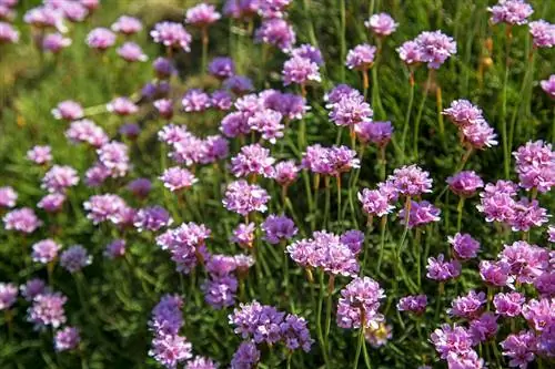 Padauginkite žolės gvazdikėlius: štai kaip tai padaryti greitai ir paprastai