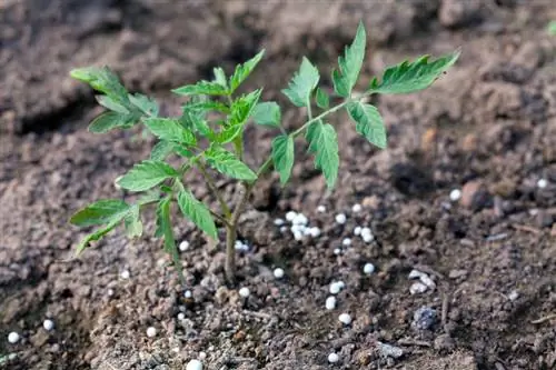 Fertilizer tomatoes