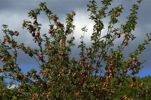 Rast stabla jabuke: brža berba i pravilna njega