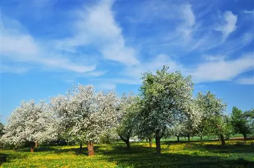 Locatie appelboom