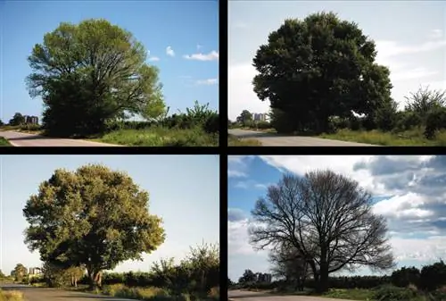 Ciclo annuale del melo: fioritura, crescita, raccolto e dormienza