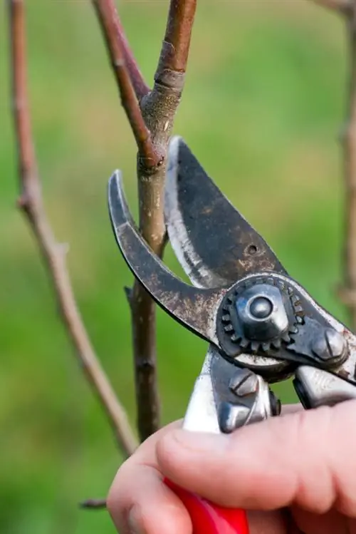 Training pruning apple tree