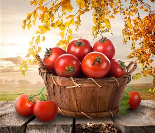 Tomato harvest time