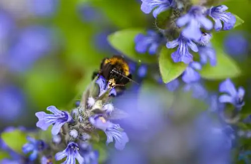 Günsel rastrero en flor: ¿Cuándo es el mejor momento para cosechar?