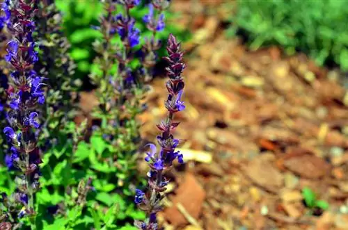 Kruipende Günsel: Plekwenke vir die tuin en die natuur