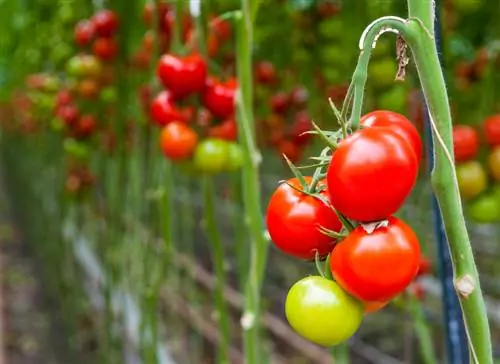 Thinning tomatoes: How do you achieve larger fruits?