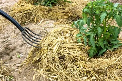 Mulch tomatoes