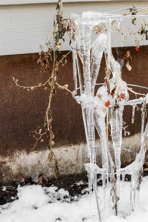 Skydda tomater från frost: De bästa tipsen och metoderna