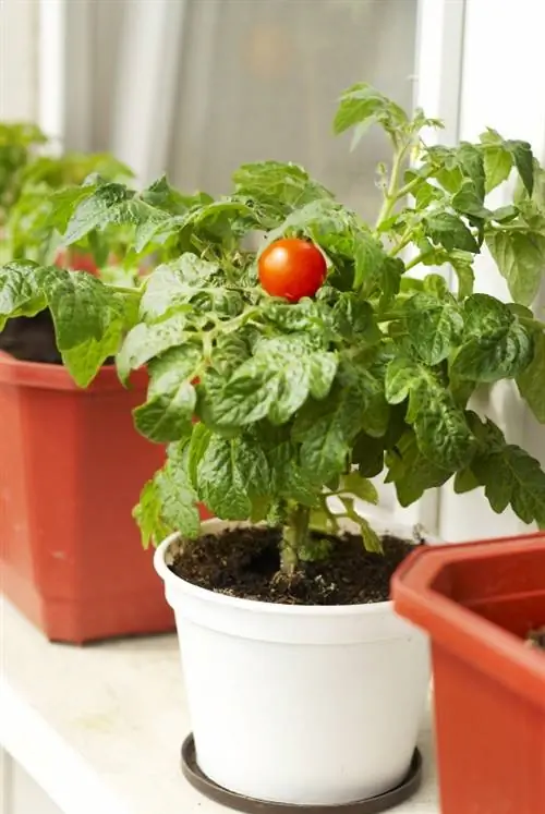 Alféizar de la ventana de tomate