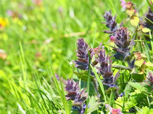 Günsel dans le jardin : soins et conseils pour une croissance saine