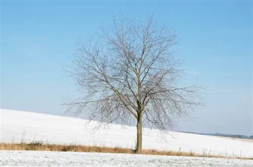 Cherry tree standard trunk