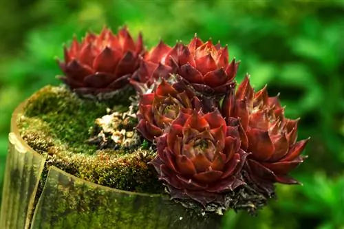 טיפול ב-Sempervivum