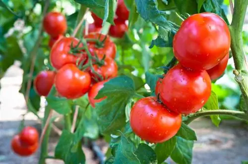 Tomato flies