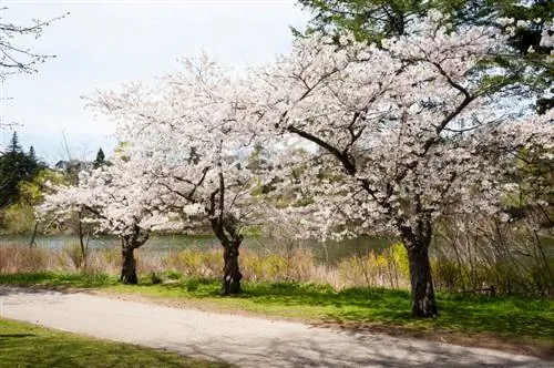 Vyšnių medžio pusė kamieno