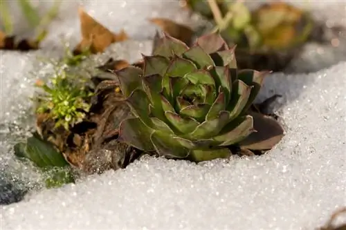 Houseleek in winter